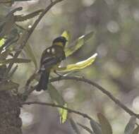 Image of Australian Golden Whistler