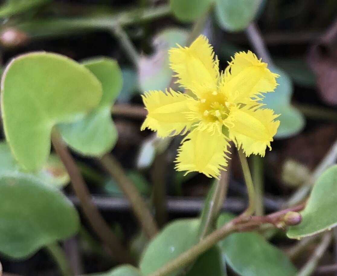 Image of Nymphoides exiliflora (F. Müll.) Kuntze