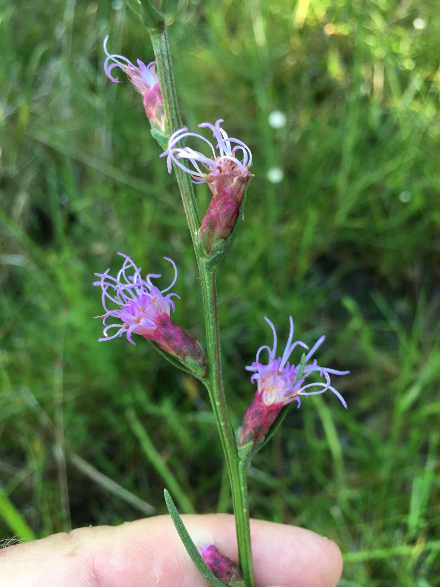 Image of dense blazing star