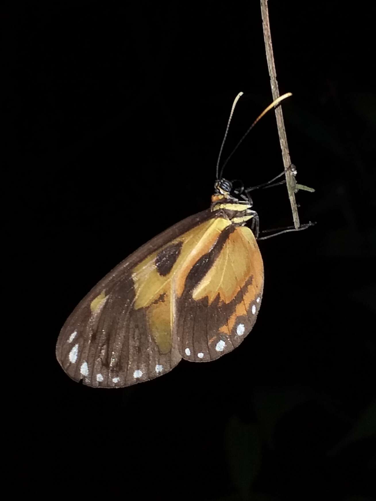 Image of Ithomia iphianassa anaphissa Herrich-Schäffer 1864