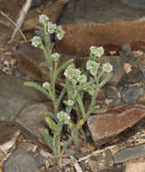 صورة Cryptantha gracilis Osterh.