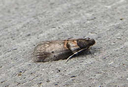 Image de Acrobasis caryae Grote 1881