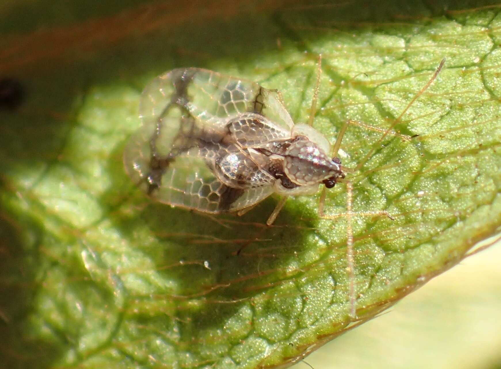 Plancia ëd Stephanitis (Stephanitis) pyrioides (Scott 1874)