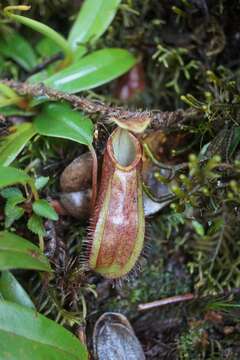 Слика од Nepenthes tentaculata Hook. fil.