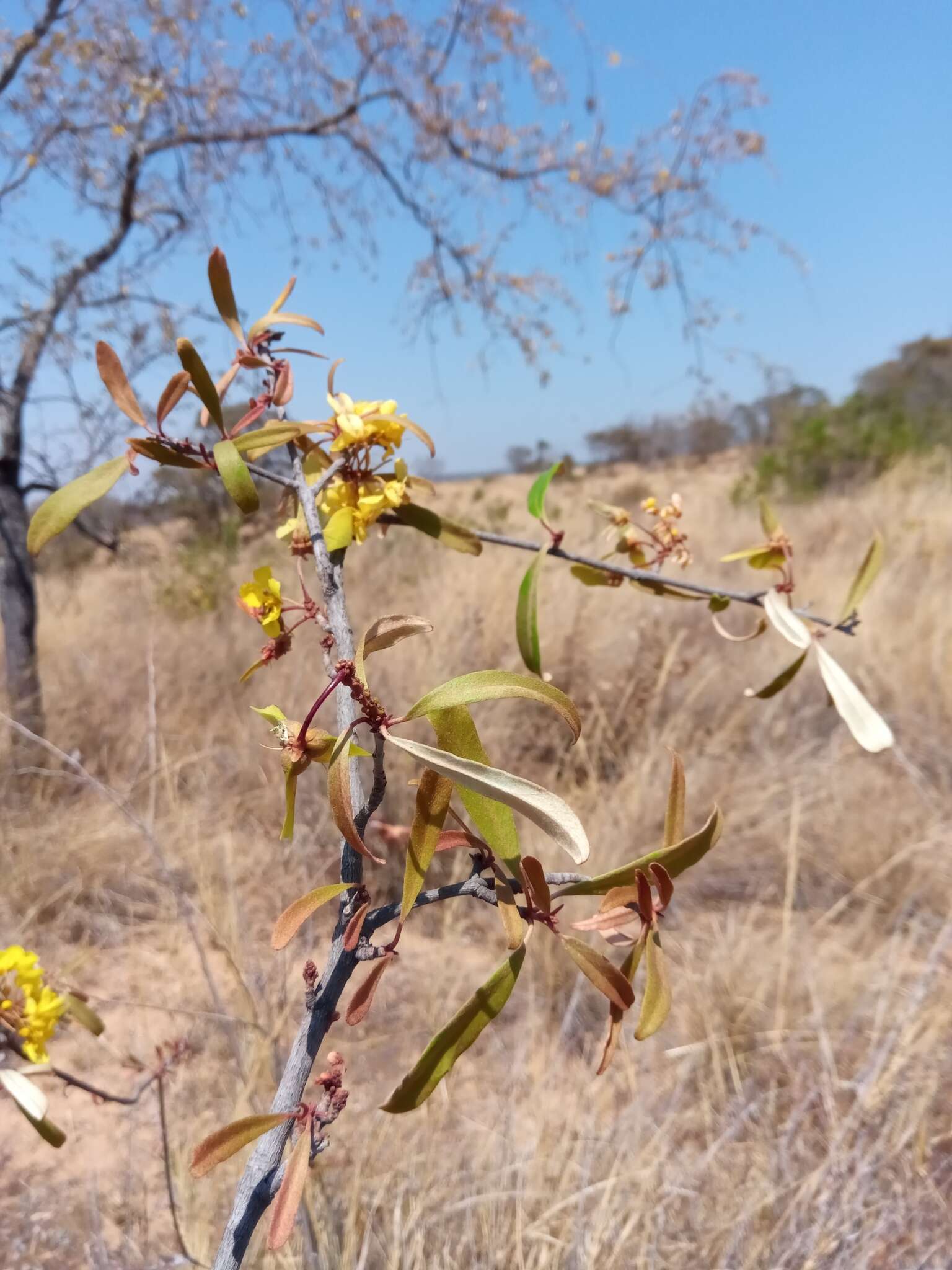 Acridocarpus excelsus A. Juss.的图像