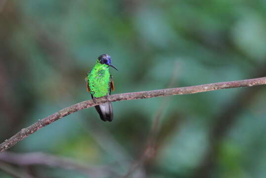 Image of Oaxaca Hummingbird