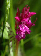 Image of Dactylorhiza cordigera (Fr.) Soó