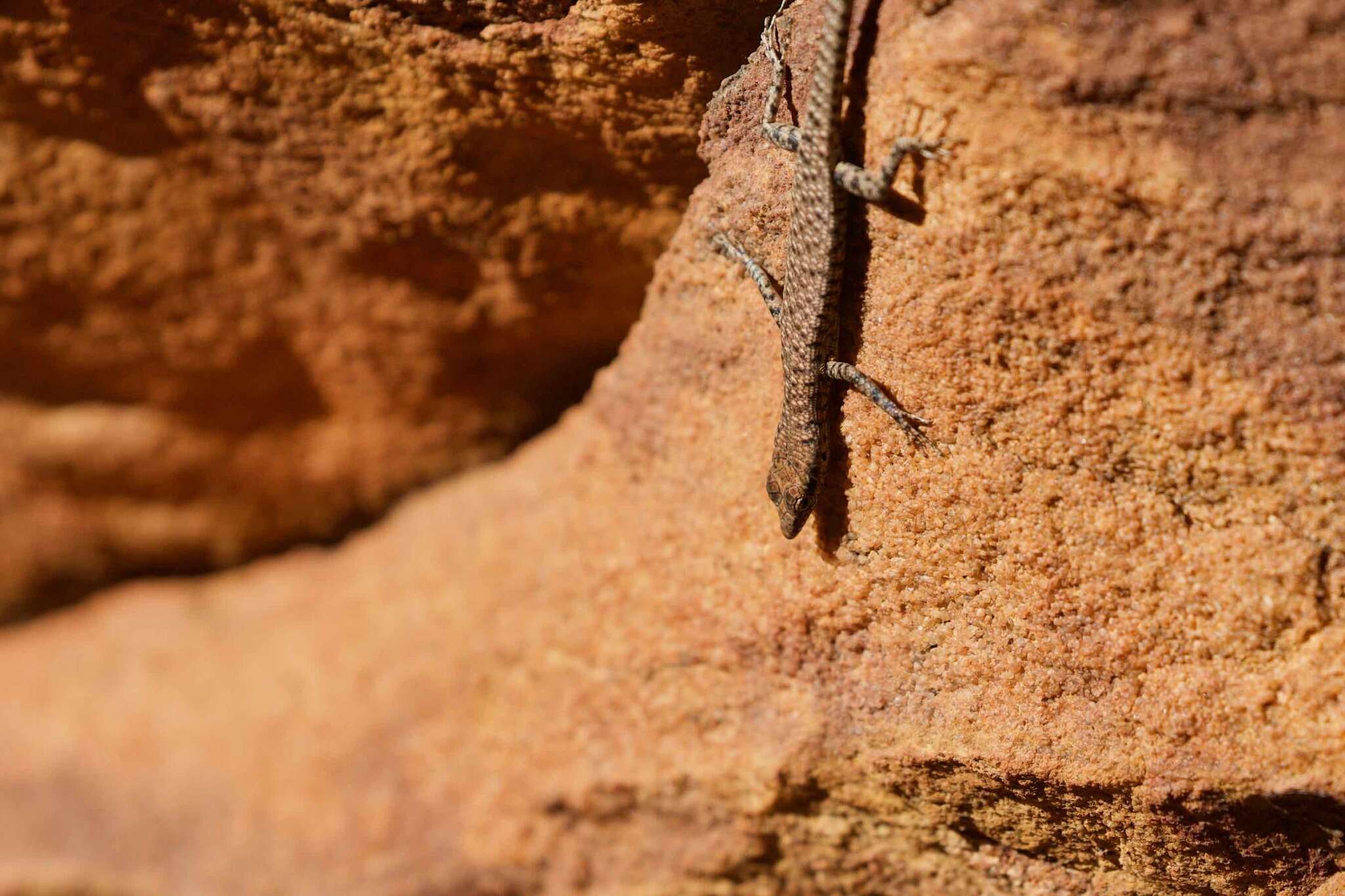 صورة Cryptoblepharus zoticus Horner 2007