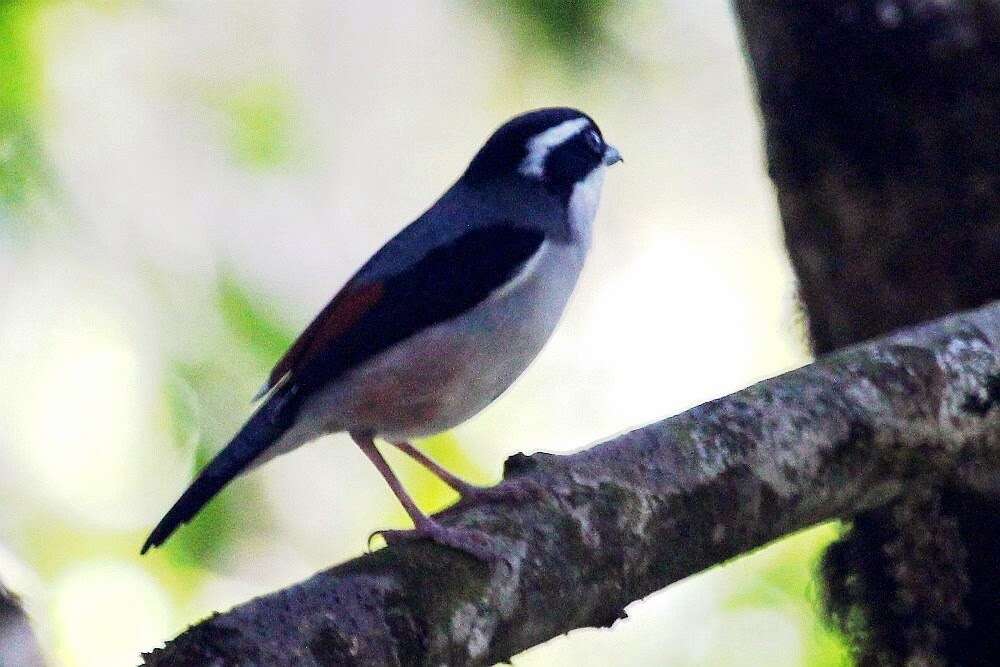 Imagem de Pteruthius aeralatus validirostris Koelz 1951