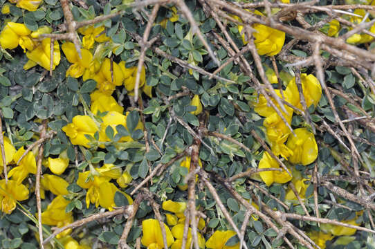 Image of Chamaecytisus spinescens subsp. creticus (Boiss. & Heldr.) K. I. Chr.