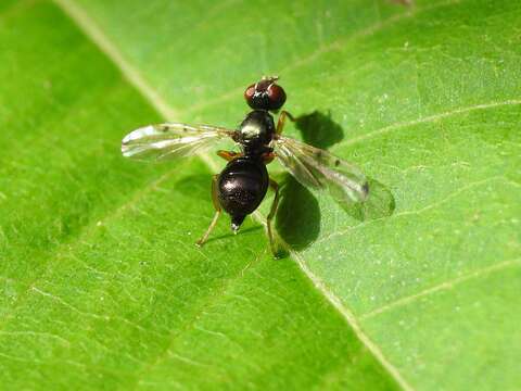 Image of Rivellia maculipennis (Bigot 1886)