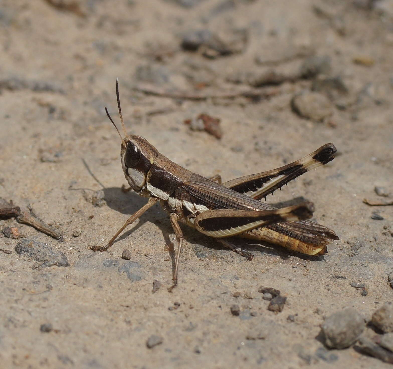 Image of Macrotona securiformis (Sjöstedt 1921)