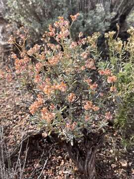 Image of Yavapai County buckwheat