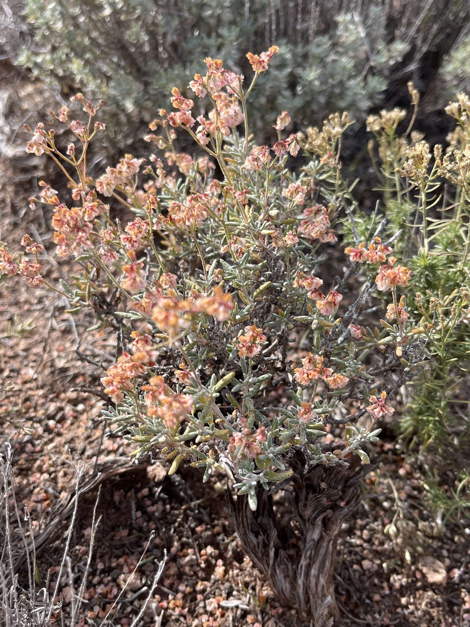 Image of Yavapai County buckwheat