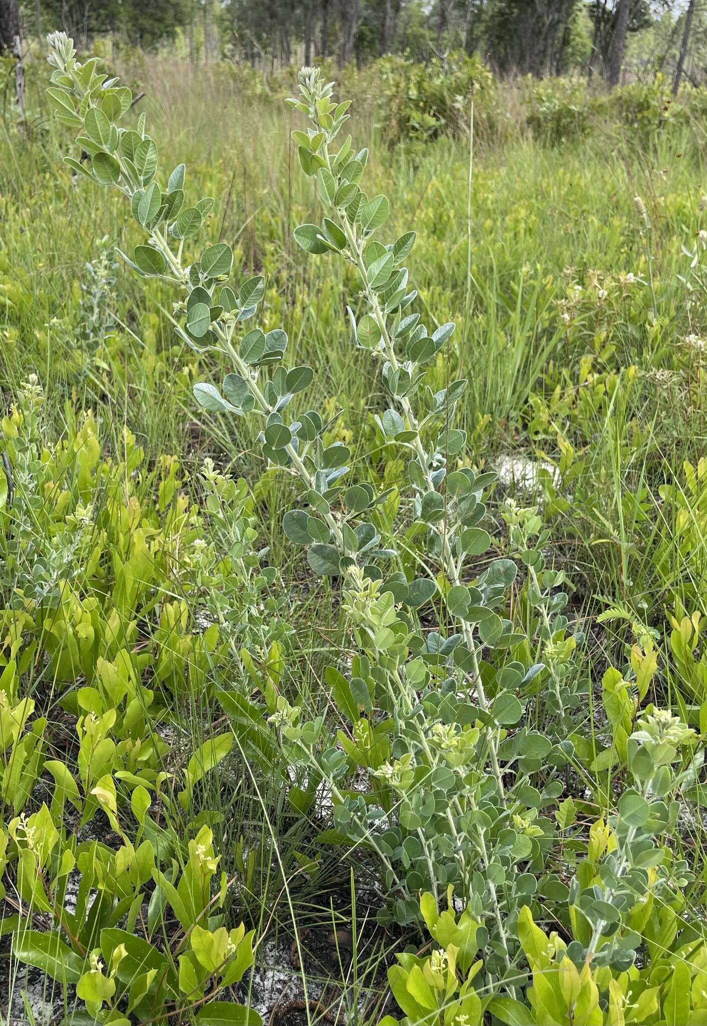 Image of Curtiss' lespedeza