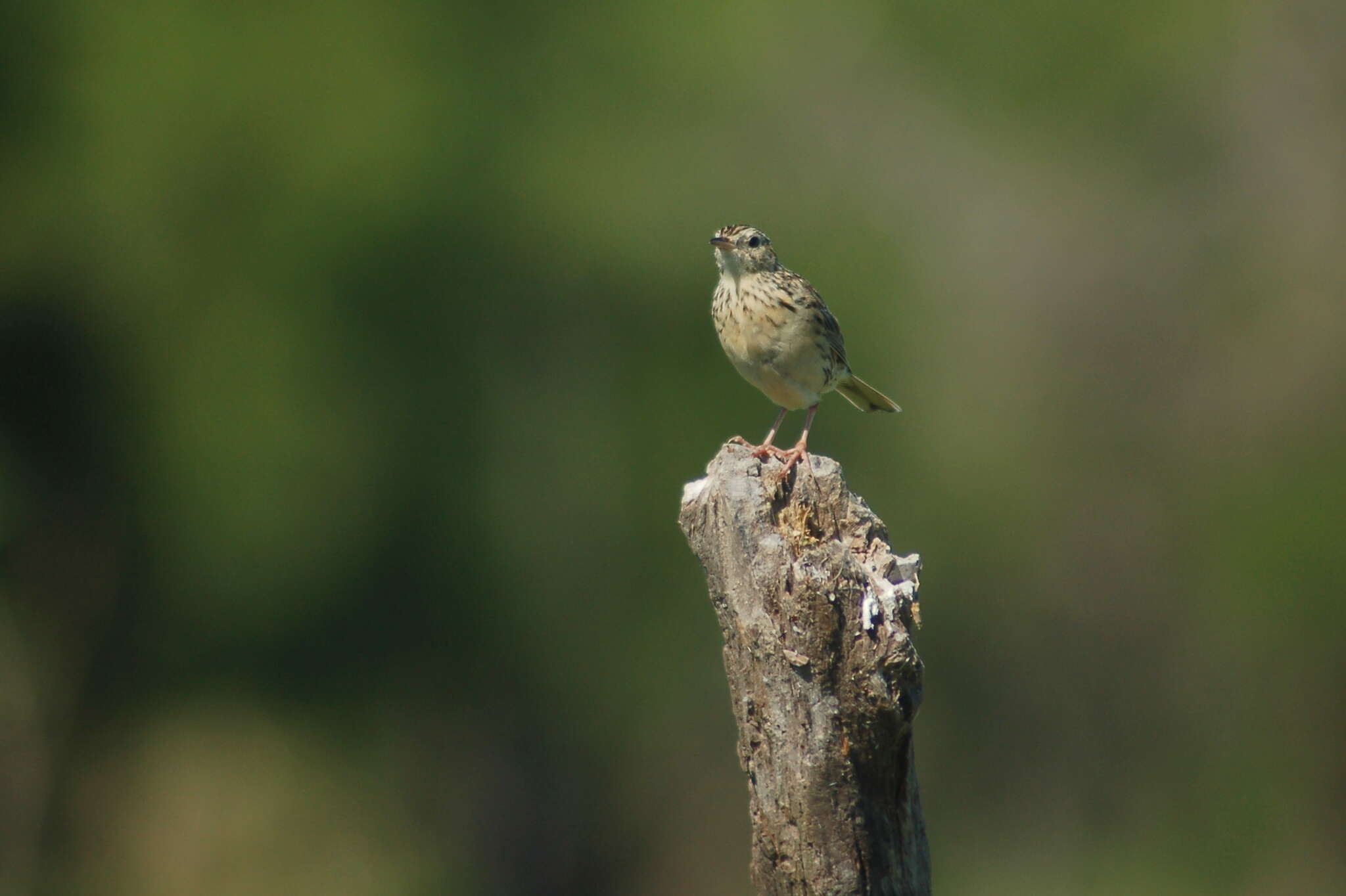 Image of Hellmayr's Pipit