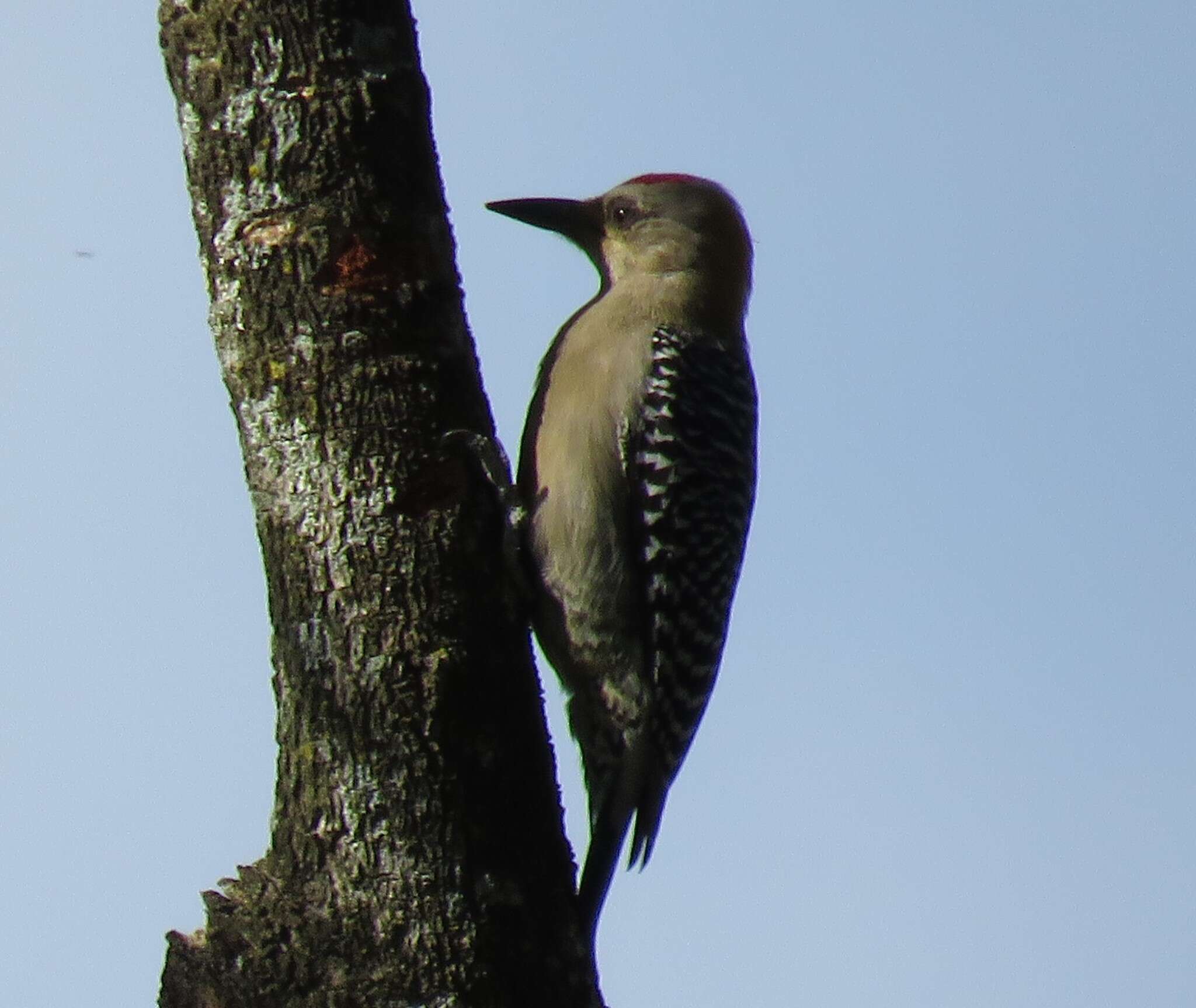 Plancia ëd Melanerpes hoffmannii (Cabanis 1862)