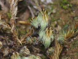 Selaginella peruviana (Milde) Hieron. resmi