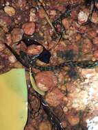 Image of Richardson’s grey mangrove snake