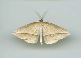 Image of Heteralex unilinea Swinhoe 1902