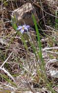 Sisyrinchium ensigerum E. P. Bicknell的圖片