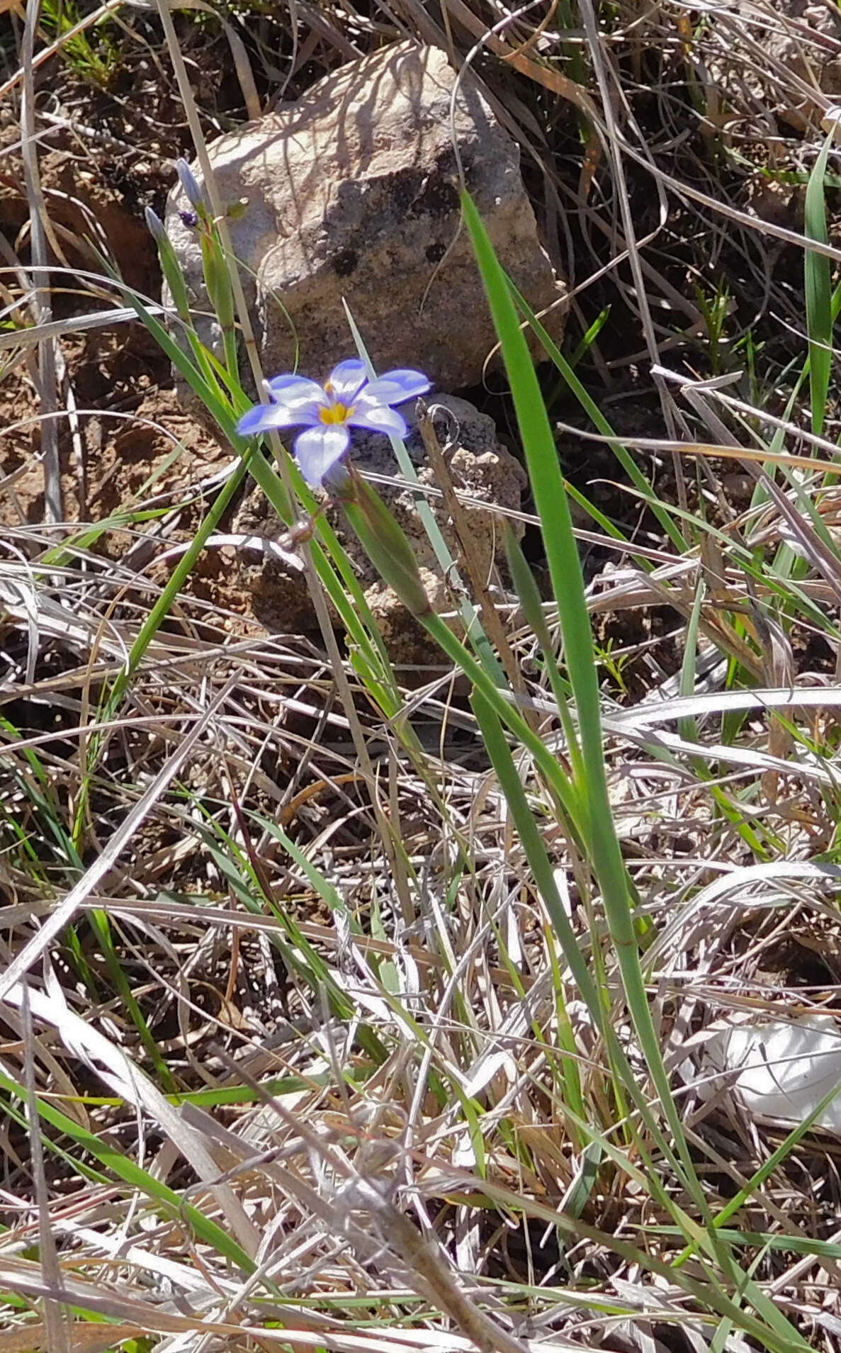 Image of Sisyrinchium ensigerum E. P. Bicknell