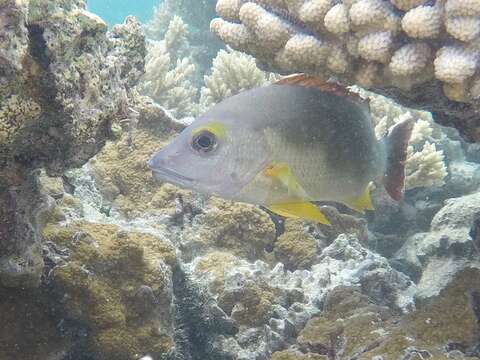 Image of Blacktail snapper