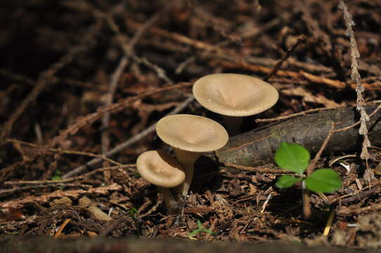 Image of Ampulloclitocybe avellaneialba (Murrill) Harmaja 2003