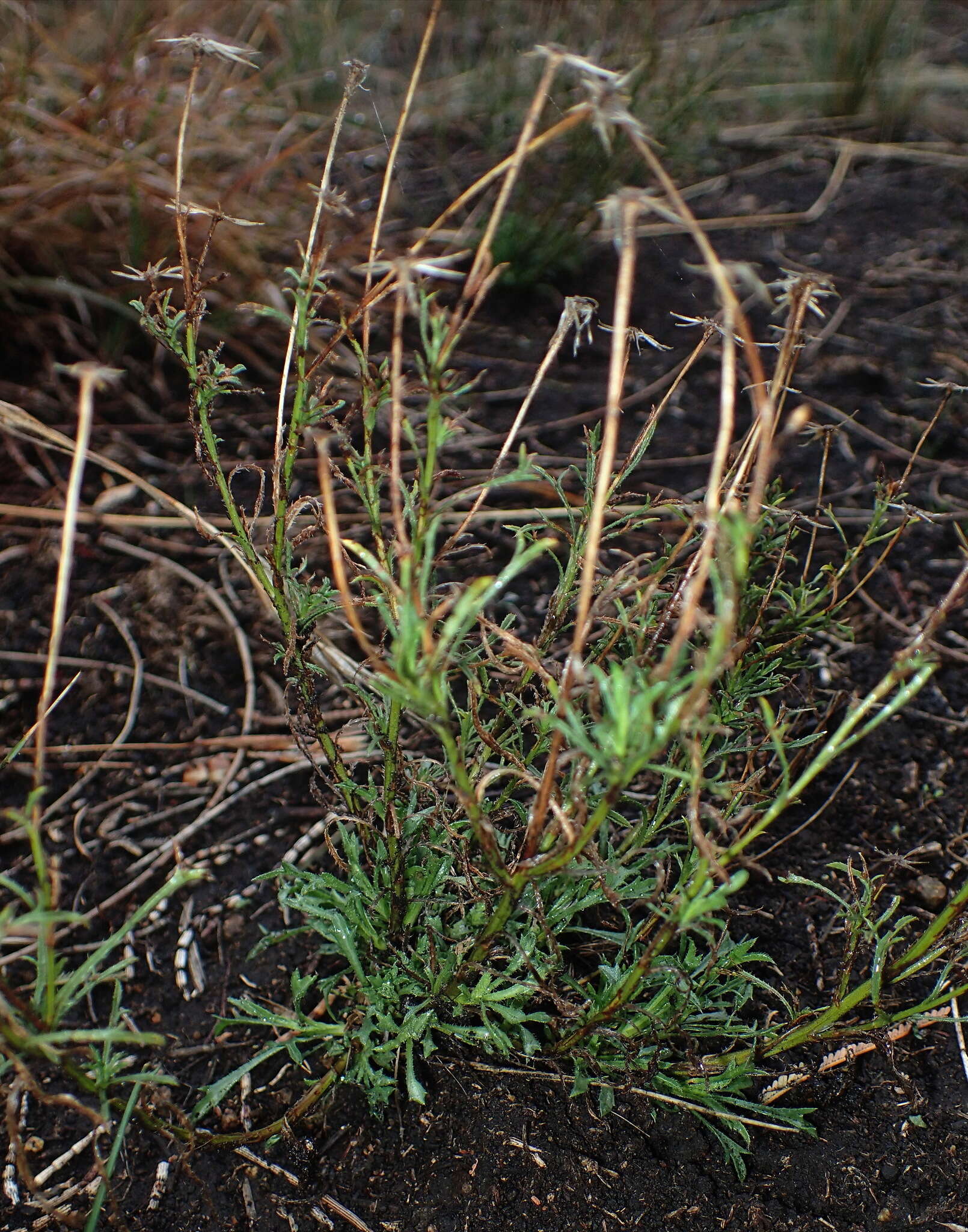 Image of Vittadinia muelleri N. T. Burbidge