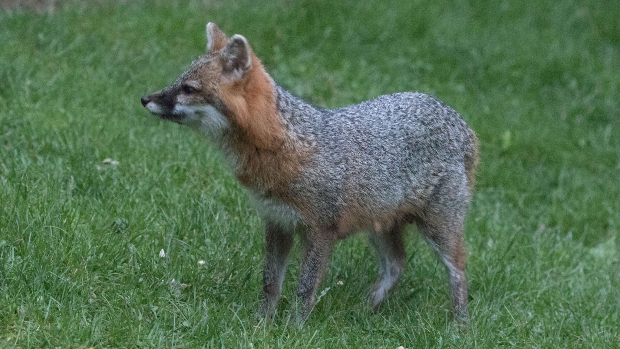 صورة Urocyon cinereoargenteus cinereoargenteus (Schreber 1775)