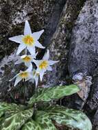 Image of Erythronium shastense D. A. York, J. K. Nelson & D. W. Taylor