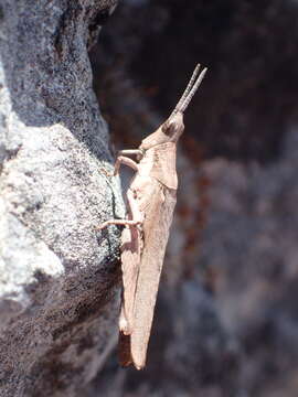 Image of Pyrgomorpha (Pyrgomorpha) conica (Olivier & G. A. 1791)