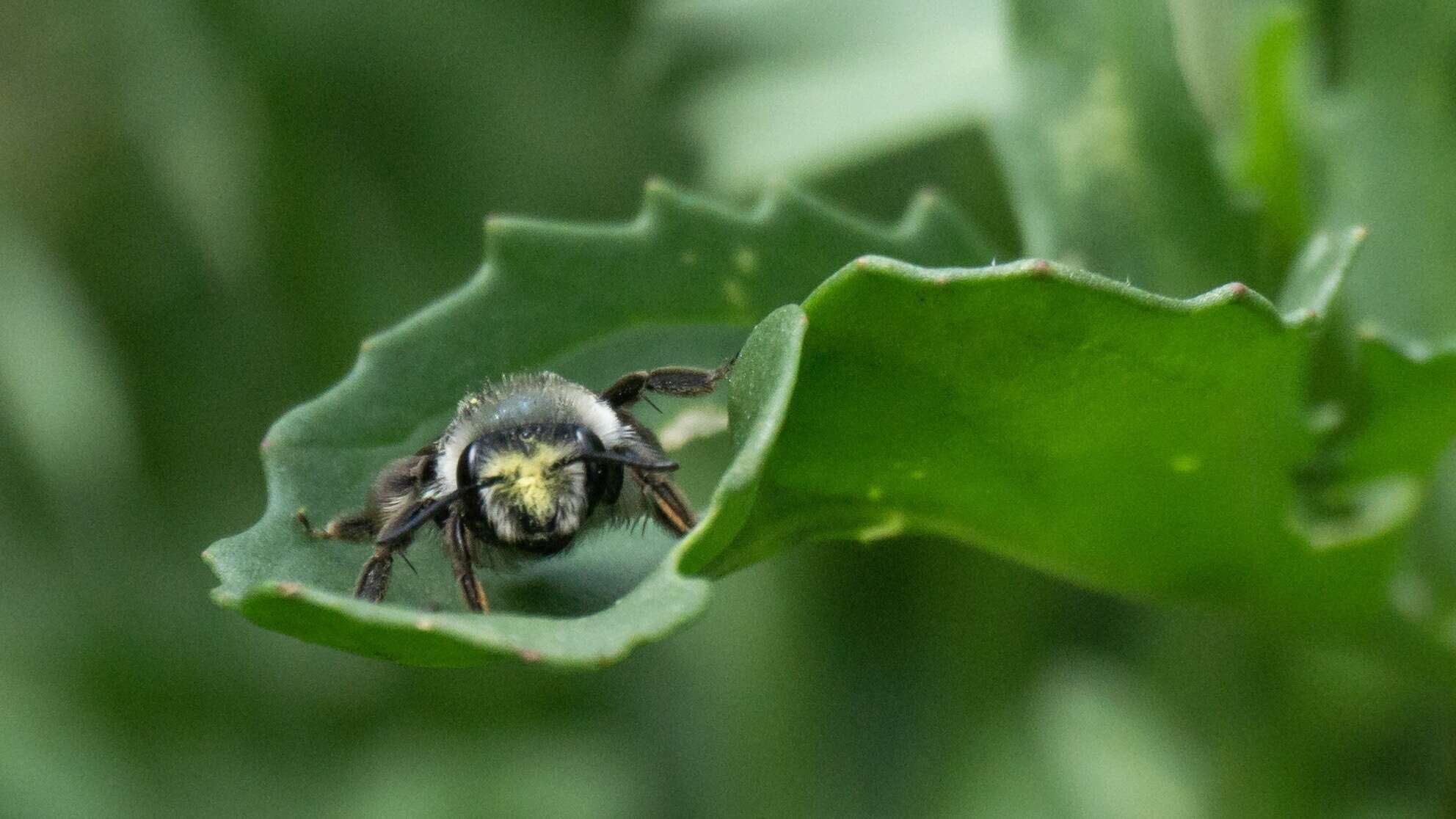 Image de Andrena cerasifolii Cockerell 1896