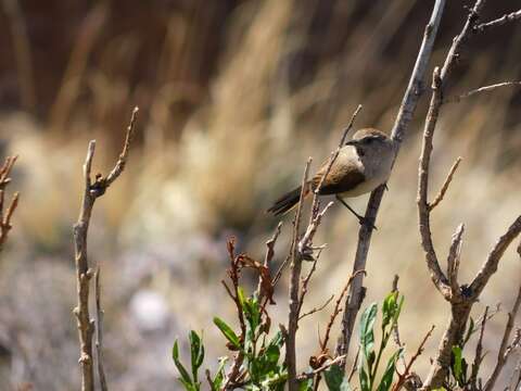 Image of Creamy-breasted Canastero