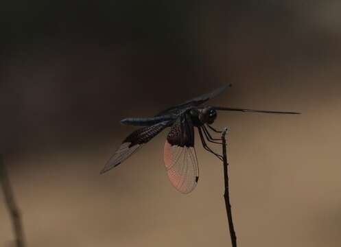 Image of Rhyothemis braganza Karsch 1890