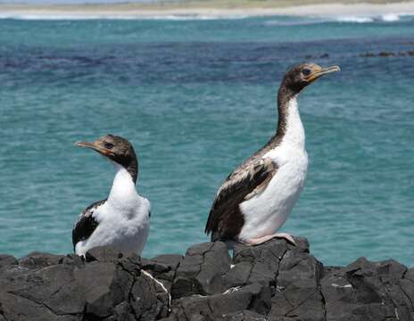 Image of Chatham Island shag