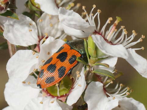 Image of Castiarina octomaculata (Saunders 1868)