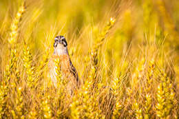 Emberiza cioides ciopsis Bonaparte 1850的圖片