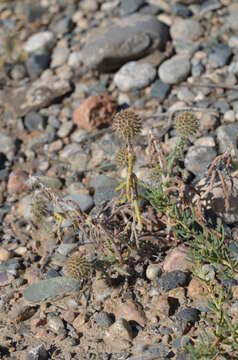 Image of Echinops nanus Bunge