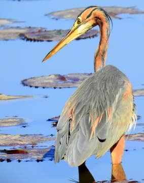 Image of Ardea purpurea purpurea Linnaeus 1766