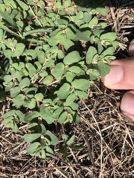 Image of Euphorbia indivisa (Engelm.) Tidestr.