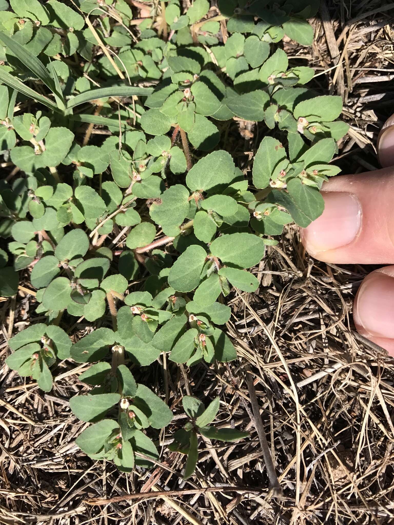 Image of Euphorbia indivisa (Engelm.) Tidestr.