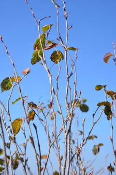 Image of winter hazel