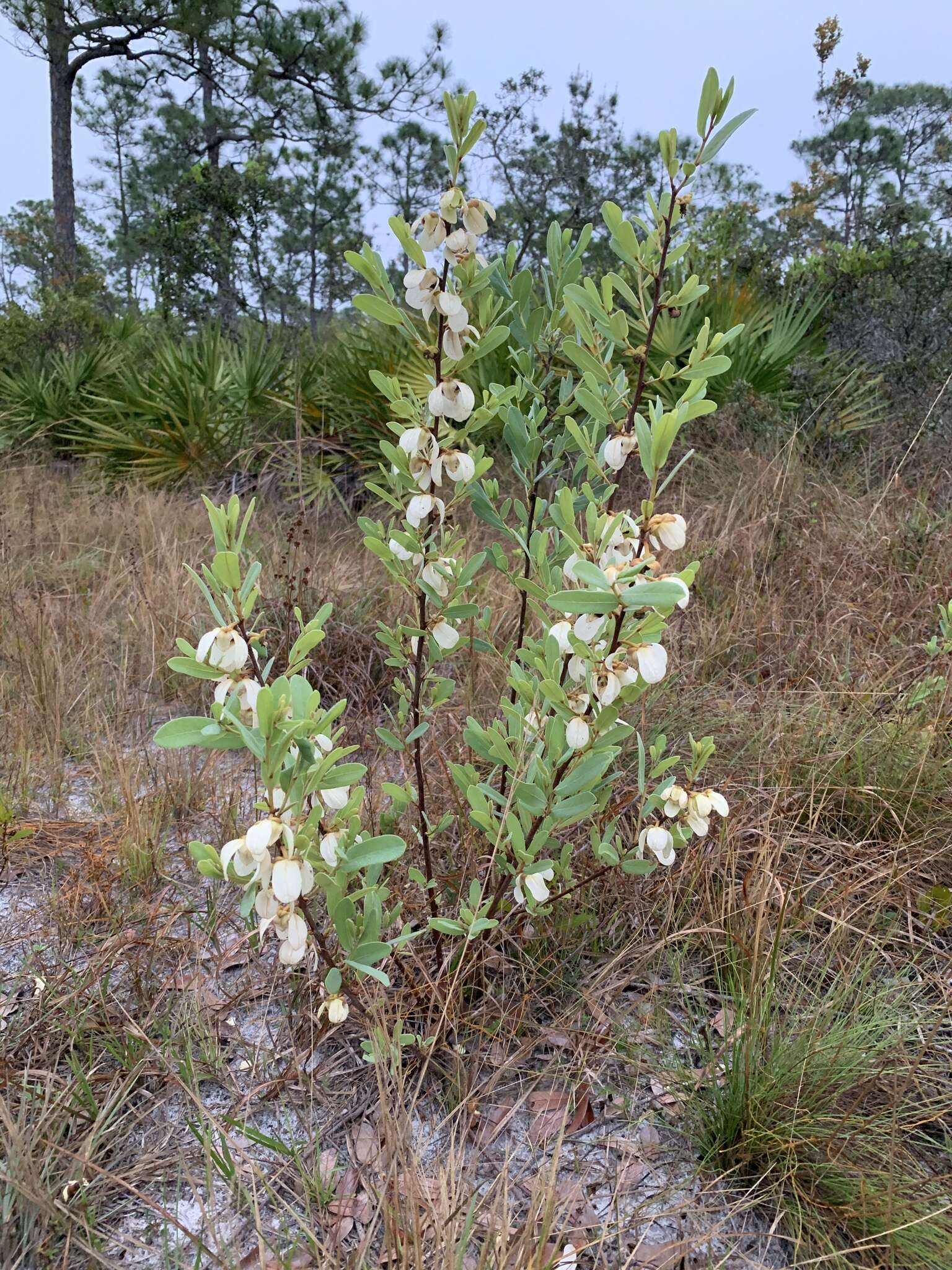 Plancia ëd Asimina reticulata Shuttlew. ex Chapm.