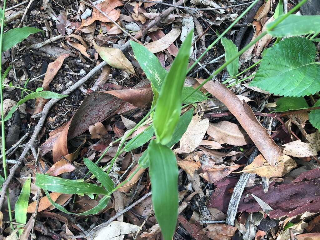 Plancia ëd Brachiaria foliosa (R. Br.) Hughes