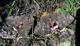 Image of Darling Underwing