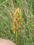 Image of yellow asphodel