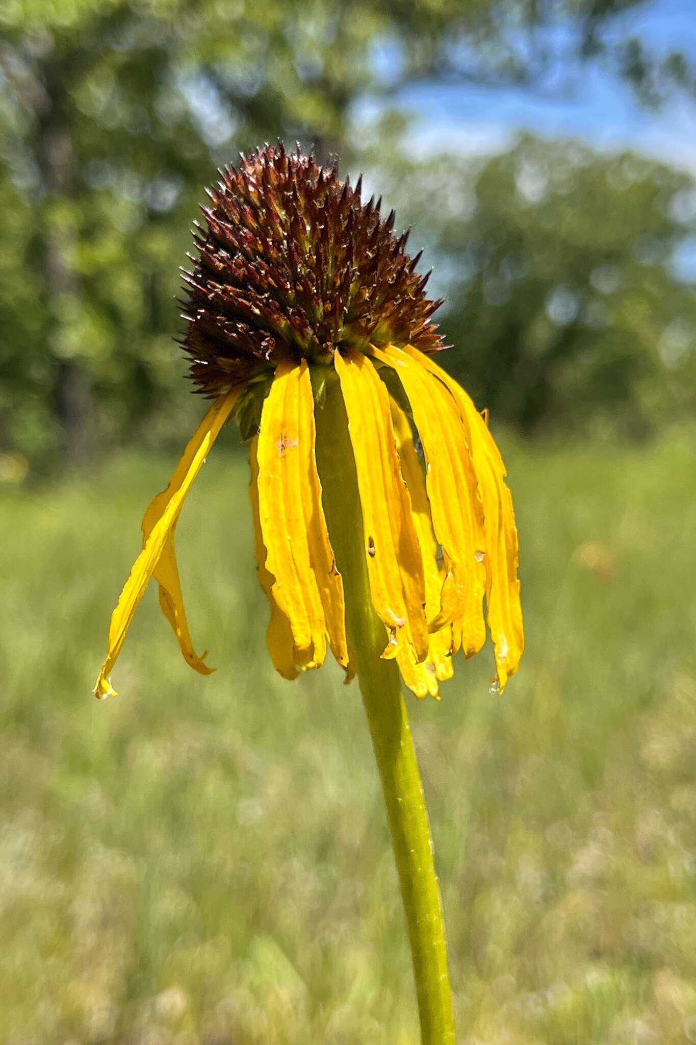 Image of Bush's purple coneflower