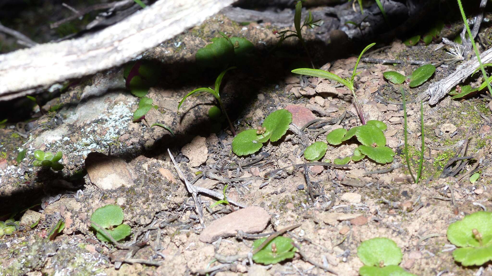 Image of Crassula umbella Jacq.