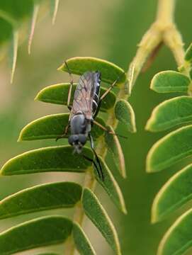 Image of <i>Ozodiceromyia nigrimana</i>